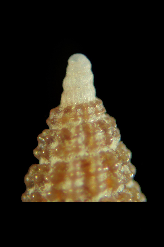 Ceritiopsidae  sempre da Cannizzaro